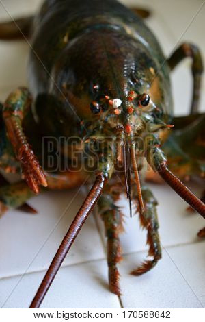 monster four (4) pound clawed  lobster is a large  crustacean