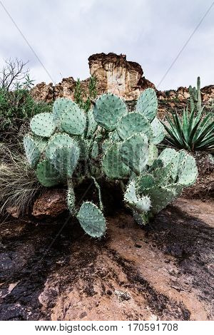 Landscape with Prickly pear cactus in the desert of Arizona Tonto National Forest USA