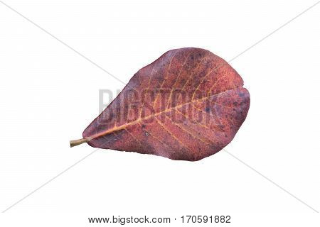 Malabar Almond Isolate Withe Background, Terminalia Catappa.