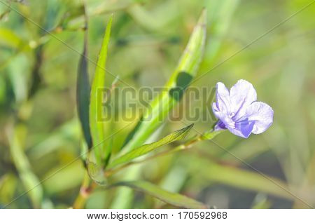 Ruellia tuberosa Waterkanon or Popping pod flower