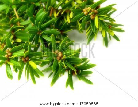 Taxus cuspidata 