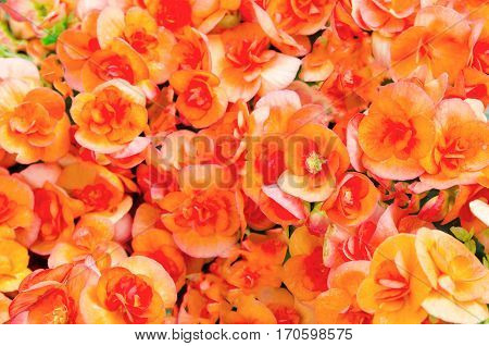 Numerous bright flowers of orange color begonias (Begonia tuberhybrida) in the garden.