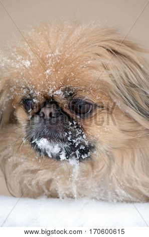 Pekingese dog