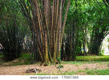 Green bamboo groove with green leaves photo taken in Kebun Raya Bogor Indonesia java