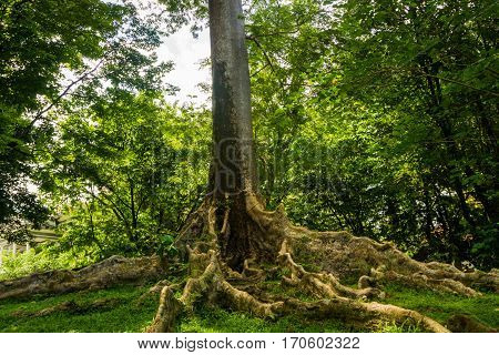 Kayu Raja or The King Tree from asia with big root and one of the biggest tree in the world photo taken in Kebun Raya Bogor Indonesia java.
