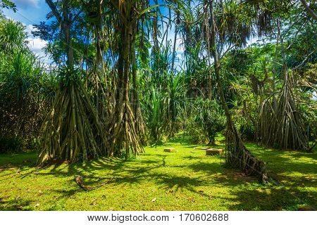 Great landscape with big tree with long roots and beautiful cloudy sky as background photo taken in Kebun Raya Bogor Indonesia java