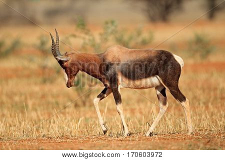 Endangered bontebok antelope (Damaliscus pygargus dorcas), South Africa