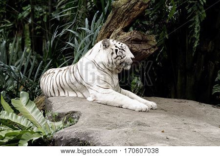 Albino Bengal tiger lying down sleepy nature