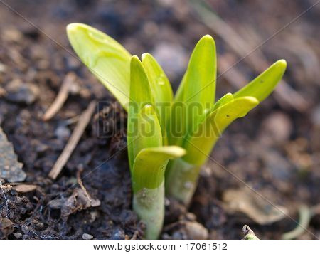 Young snow-drop