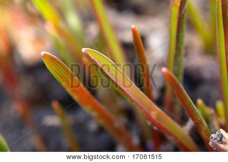 Young spring flower