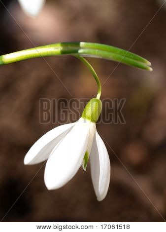 Snow-drop