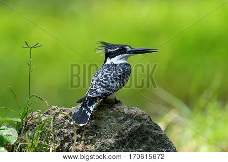 Pied Kingfisher On Stone