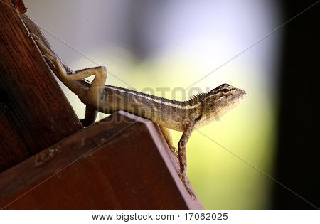 Sri lanka rettile