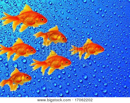 Gold Fische Schwarm