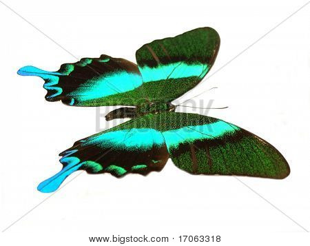 Papilio blumei flyver
