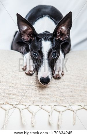 Puppy grayhound on bed in home