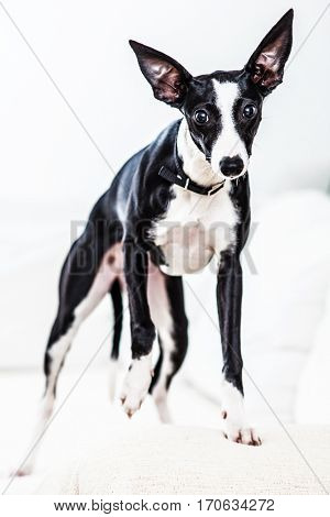 Puppy grayhound on bed in home