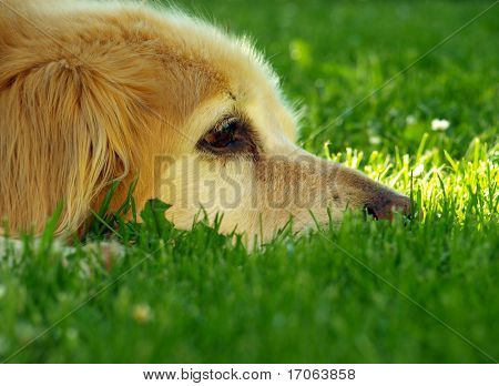 Leder af golden retriever