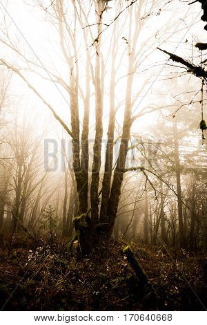 Mossy green trees in foggy Oregon forest. Winter day setting. Near Beaverton Oregon USA.