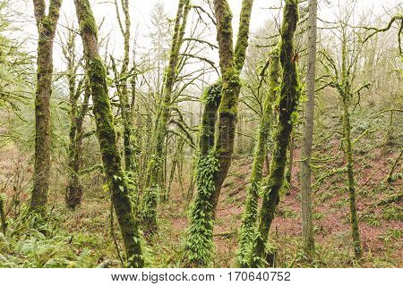 Mossy green trees in foggy Oregon forest. Winter day setting. Near Beaverton Oregon USA.