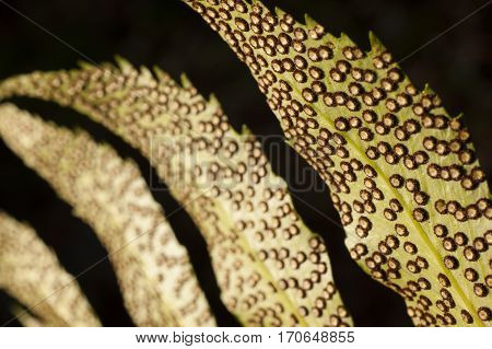 Spores lines and spots on underside of fern leaves.