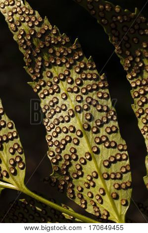 Spores lines and spots on underside of fern leaves.