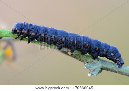 Portrait of a large dark-blue caterpillar with red spots on the sides