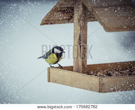Great tit Parus Major on feeder at winter day