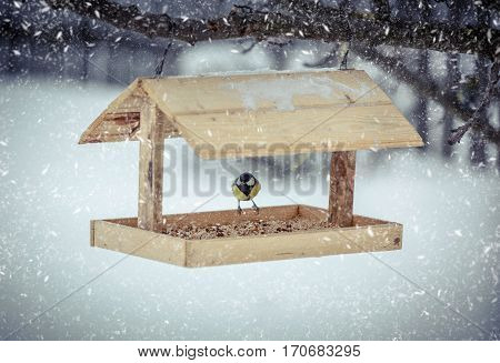 Great tit Parus Major on feeder at winter day
