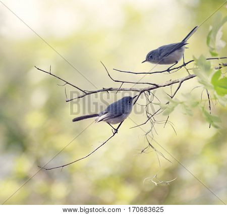 Blue-gray Gnatcatchers Perching on a tree