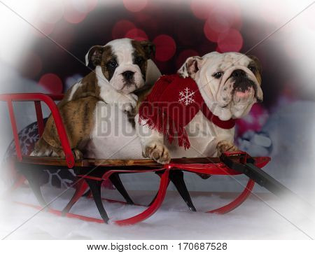 bulldog mother and son riding on a sleigh