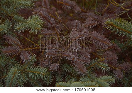 Spruce branches with needles with purple and green.