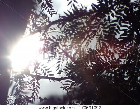 Leaves and branches shine light. Background. Atmospheric colors. Space for text.