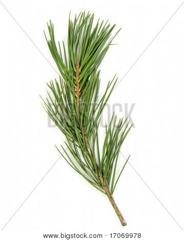 Pinus bungeana dalı. Gerçek gerçek renkler.