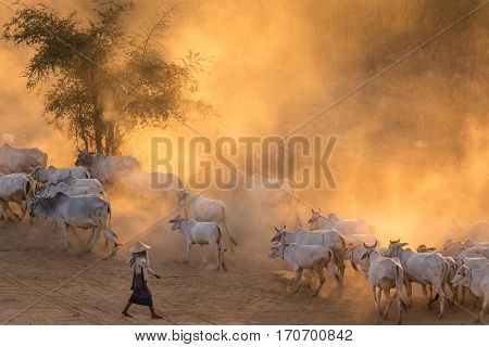 Burmese shepherdess leading her cow herd in dust at sunset, Bagan, Myanmar