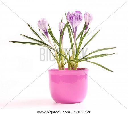 สปริง crocusses