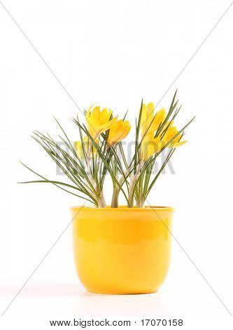 สปริง crocusses