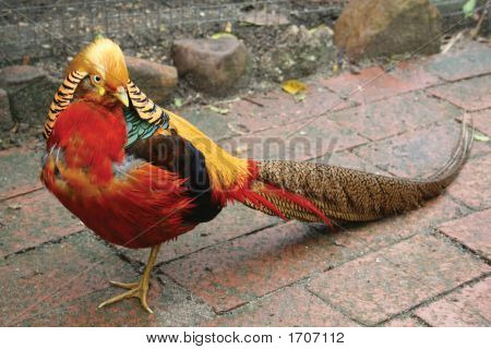 Male Golden Pheasant