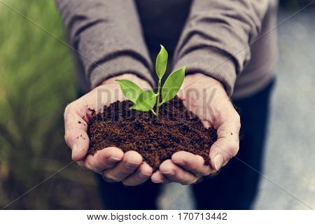 Environmental Conservation Plant Sustainability