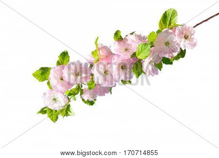 Blossoming branch of almond (PRUNUS TRILOBA) on a white background.  Selective focus