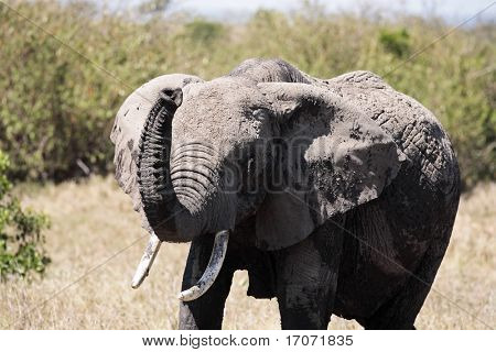 남성 아프리카 코끼리, Elephantidae, 마사의 부시에 케냐 아프리카에 예약