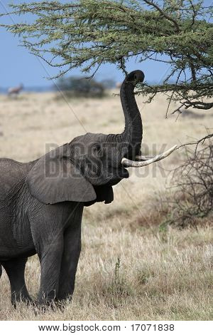 남성 아프리카 코끼리, Elephantidae, 마사의 부시에 케냐 아프리카에 예약