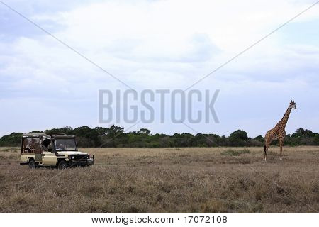 Masai eller Kilimanjaro giraf giraffer græsning i den smukke sletter i masai mara reserve i