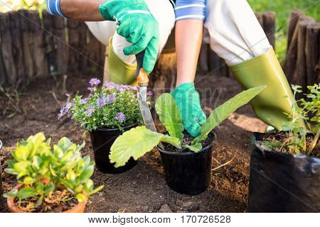 Mature female gardener planting potted plants at garden