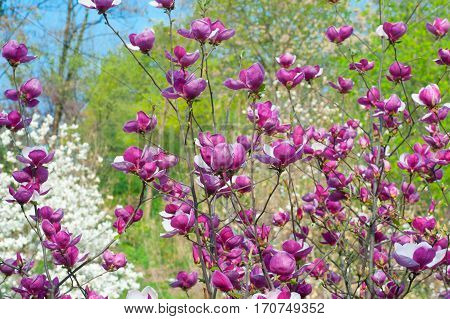 Pink blossoming magnolia trees in the spring garden.