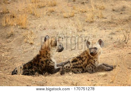 Two Young Hyenas Image & Photo (Free Trial) | Bigstock