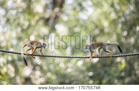 Common Squirrel Monkey (Saimiri sciureus; shallow DOF)
