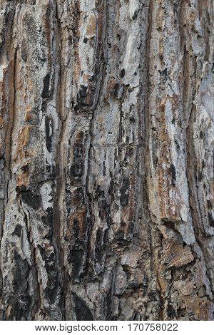 With the natural texture of the bark.