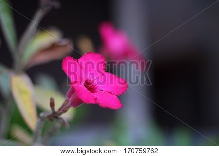 Azalea flowers fuchsia color in the garden.