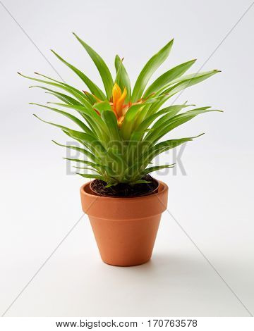 Potted Bromelia Plant. Miniature Bromelia house plant in flower pot. 